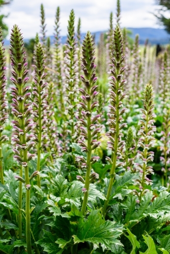 Lush acanthus mollis bear breeches - Australian Stock Image