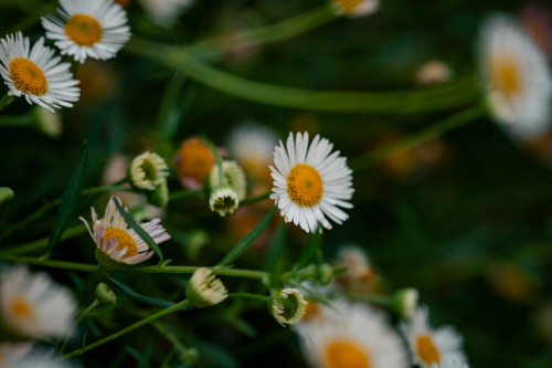 Lush field of white seaside daisies with yellow centers in cottage garden - Australian Stock Image