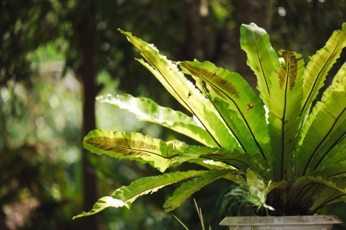 Lush green bird's nest fern in tropical garden - Australian Stock Image
