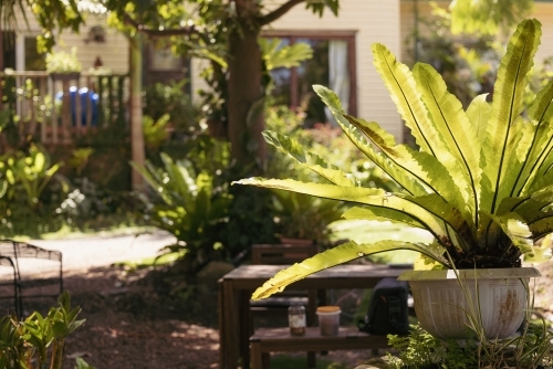 Lush green birds nest fern in tropical garden - Australian Stock Image