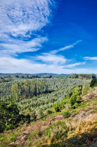 Lush green forest under blue sky in Great Ocean Road region