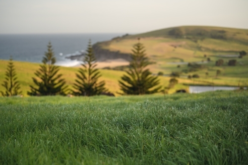 Lush green grass with blurry coastal scene in background