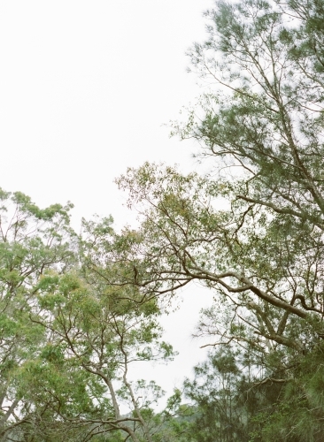 Lush Green Trees - Australian Stock Image