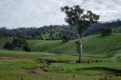 Lush hillside with trees and a cloudy sky - Australian Stock Image