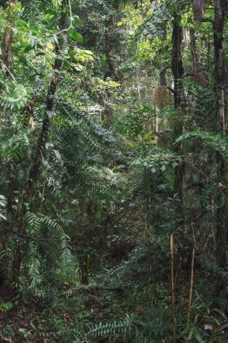 Lush rainforest