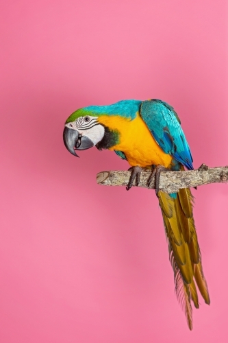Macaws in Studio on pink - Australian Stock Image