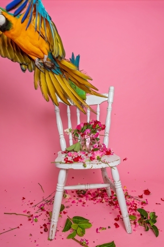 Macaws in Studio on pink - Australian Stock Image
