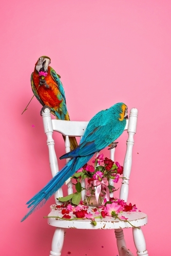 Macaws in Studio on pink - Australian Stock Image