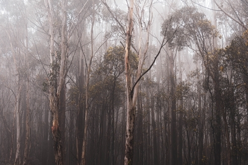 macedon ranges gumtree forest in winter mist