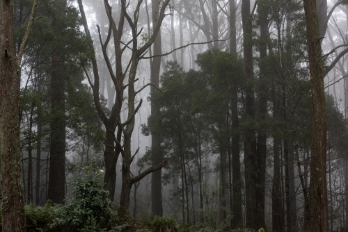 Macedon Winter Mist among dark trees in forest