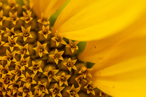 Macro close up of centre of sunflower with petals - Australian Stock Image