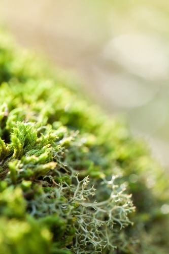 Macro close up of green moss and lichen plants covering rock - Australian Stock Image