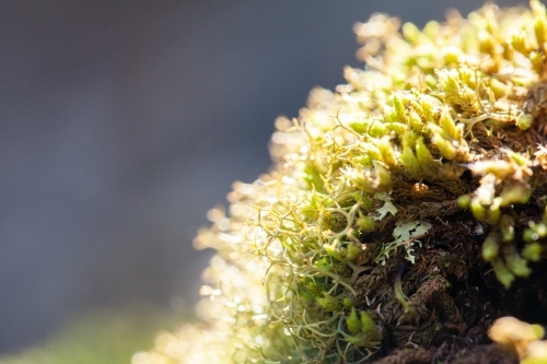 Macro close up of green moss and lichen plants covering rock - Australian Stock Image