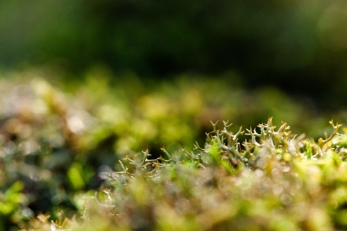 Macro close up of green moss and lichen plants covering rock - Australian Stock Image