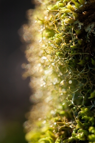 Macro close up of green moss and lichen plants covering rock