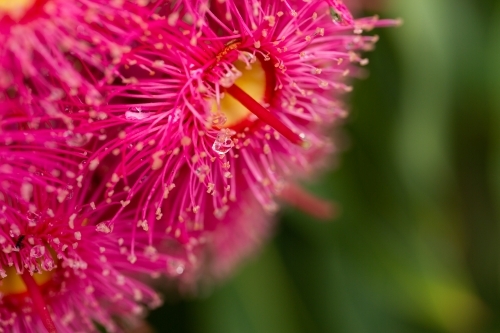 macro close up of pink gum blossom on eucalyptus tree with bead of water and green copy space - Australian Stock Image
