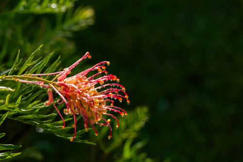 Macro close up of waterdrops on sunlit grevillea spider flower native Australian plant - Australian Stock Image