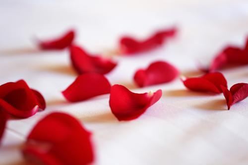 Macro rose petals on bed