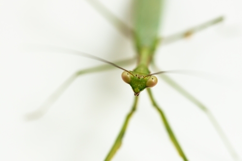 Macro shallow depth of field photo with focus on green praying mantic face - Australian Stock Image
