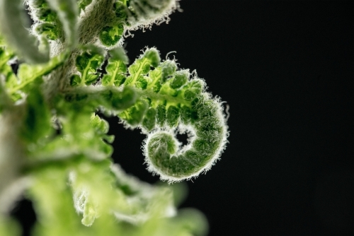 Macro shot of fern - Australian Stock Image