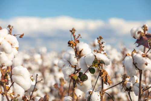 Macro View of Ripe Cotton Bolls - Australian Stock Image
