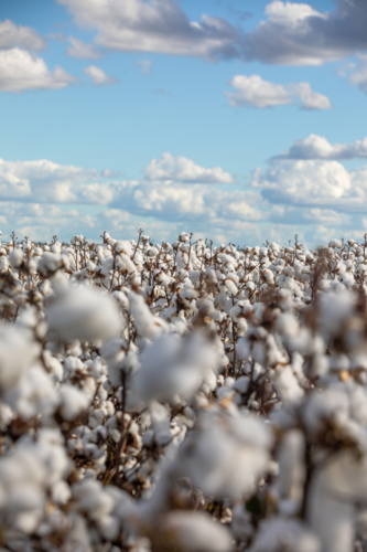 Macro View of Ripe Cotton Bolls - Australian Stock Image