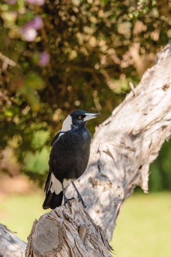 Maggie Portrait - Australian Stock Image