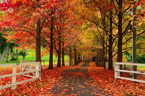 Magnificent colours of the leaves turning on Maple trees in the autumn - Australian Stock Image