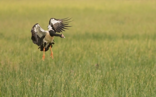Magpie Goose taking flight out of long grass