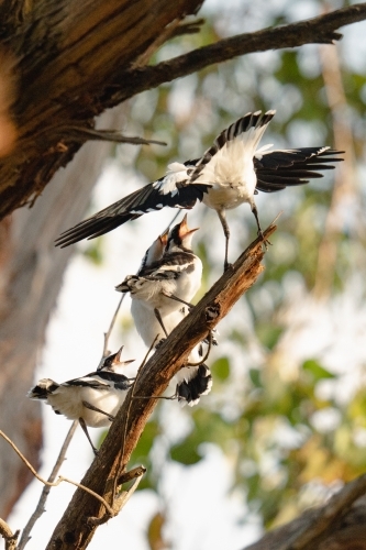 Magpie Lark Family - Australian Stock Image