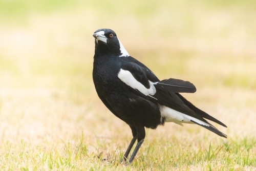 Magpie outdoors in the dry grass - Australian Stock Image