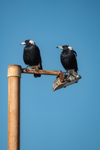 Magpie Patrol - Australian Stock Image