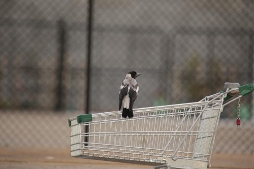 Magpie perched on a shopping trolley outside - Australian Stock Image