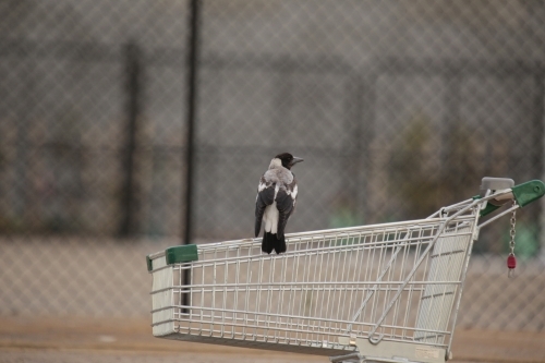 Magpie perched on a shopping trolley outside