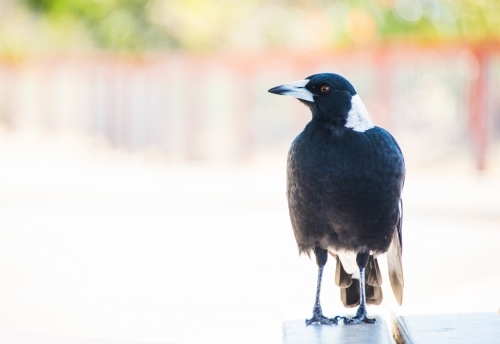 Magpie profile looking to the side - Australian Stock Image