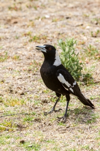 Magpie singing a song whilst on the grass - Australian Stock Image