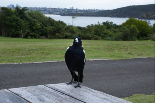 Magpie sitting on a table alongside Sydney Harbour - Australian Stock Image