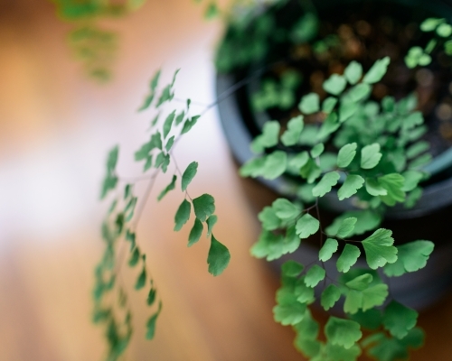 Maidenhair fern leaves in focus over a wooden floor - Australian Stock Image