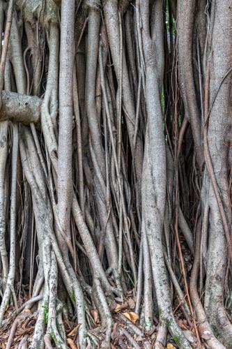 Majestic Fig - Australian Stock Image