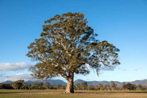Majestic gum tree standing alone in a rural paddock with mountain backdrop - Australian Stock Image