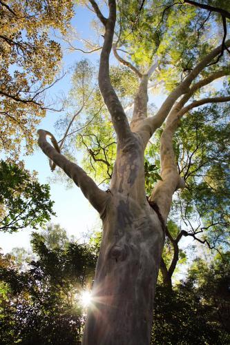 Majestic old gum tree with sun glare - Australian Stock Image