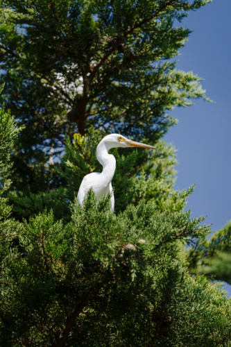 Majestic white egret perched atop a green conifer branch - Australian Stock Image