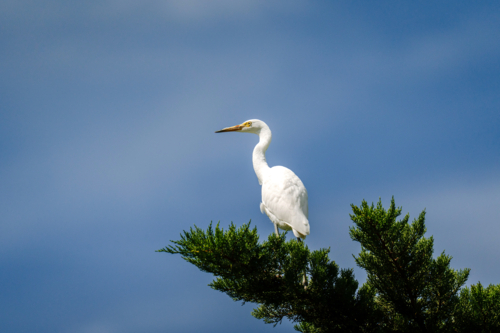Majestic white egret perched atop a green conifer branch - Australian Stock Image