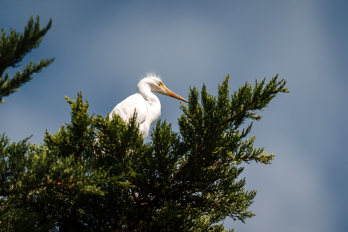 Majestic white egret perched atop a green conifer branch - Australian Stock Image