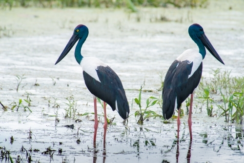 Male and female Jabiru in marshy wetlands