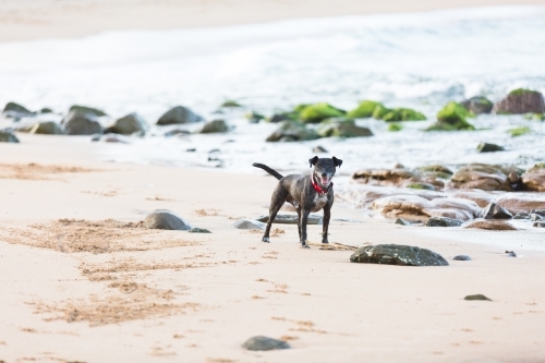 Male dog on beach looking at camera