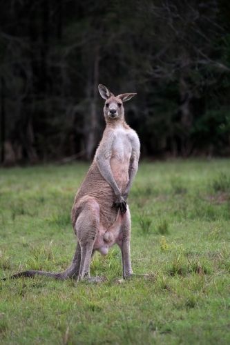 Male Eastern Grey kangaroo standing on hind legs with ears pricked