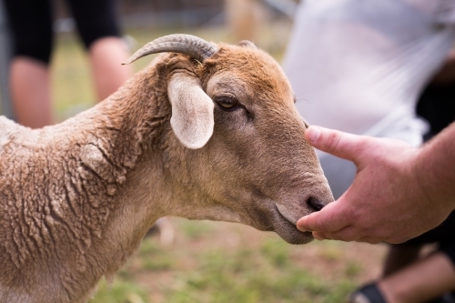 Male hand being sniffed by goat on green farm with people in background - Australian Stock Image