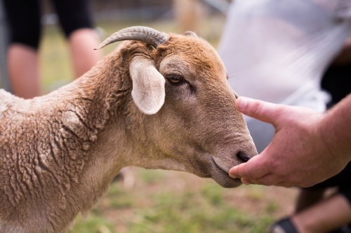 Male hand being sniffed by goat on green farm with people in background
