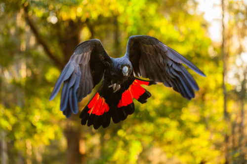 Male red tailed black cockatoo bird flying through bushland wings and tail open - Australian Stock Image